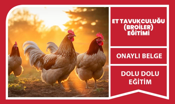 Et Tavukçuluğu (Broiler)