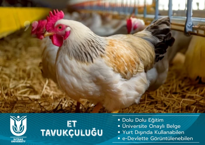 Et Tavukçuluğu (Broiler)